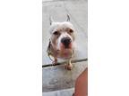 Adopt Diesel a White American Pit Bull Terrier / American Pit Bull Terrier /