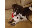 Adopt TX/Kai a Brown/Chocolate - with White Brittany / Mixed dog in Montgomery