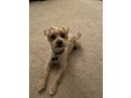 Adopt Remy a Tan/Yellow/Fawn Shih Tzu / Poodle (Standard) / Mixed dog in