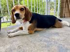 Adopt Peanut a Black - with Tan, Yellow or Fawn Beagle / Mixed dog in