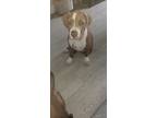 Adopt Cowboy a White - with Tan, Yellow or Fawn American Staffordshire Terrier /