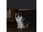 Adopt Violet & Patches a Calico or Dilute Calico Domestic Shorthair / Mixed cat