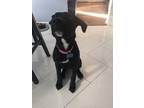 Adopt Luna a Black - with White Rottweiler / Labrador Retriever / Mixed dog in