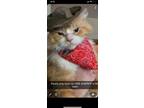Adopt Louie a Orange or Red Tabby Domestic Mediumhair / Mixed (medium coat) cat