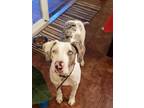 Adopt Camila a White - with Gray or Silver Catahoula Leopard Dog / Mixed dog in