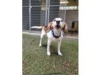 Adopt Sasha a Beagle / Mixed dog in West Vancouver, BC (33699995)