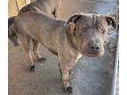 Adopt Jingle Bells / Candy Cane a American Pit Bull Terrier / Shar Pei / Mixed