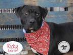 Adopt RICKY a Black - with White Labrador Retriever / Mixed dog in STOCKTON