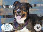 Adopt TUCK a Black - with Tan, Yellow or Fawn Australian Cattle Dog / Mixed dog