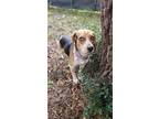 Adopt NEWTON a Tricolor (Tan/Brown & Black & White) Beagle / Mixed dog in Fort