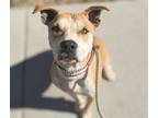 Adopt USO a Tan/Yellow/Fawn - with White American Pit Bull Terrier / Pointer /