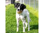 Adopt MO/Barkley (TX) a Black - with White Brittany / Setter (Unknown Type) /