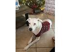 Adopt Ben a White Labrador Retriever / Mixed dog in Orlando, FL (33676161)