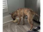 Adopt Roxie a Brindle American Pit Bull Terrier / Mixed dog in Glencoe