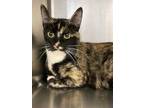 Adopt Boo a All Black Domestic Shorthair / Domestic Shorthair / Mixed cat in