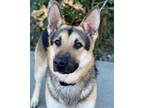 Adopt Monkey a Black German Shepherd Dog / Mixed dog in Red Bluff, CA (33699746)