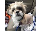 Adopt Wilbur a Tan/Yellow/Fawn Shih Tzu / Mixed dog in Gainesville