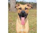 Adopt Archer a Black - with Tan, Yellow or Fawn German Shepherd Dog / Boxer /