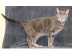 Adopt Felix 33834 a Gray or Blue Domestic Shorthair / Mixed (short coat) cat in