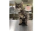 Adopt Nutella a Brown or Chocolate Domestic Shorthair / Domestic Shorthair /