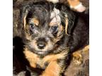 Adopt Axis a Black Mixed Breed (Medium) / Mixed dog in Huntsville, AL (33699579)