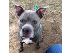 Adopt Carter a Gray/Silver/Salt & Pepper - with Black American Pit Bull Terrier