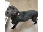 Adopt Sue a Black American Pit Bull Terrier / Mixed dog in Chattanooga