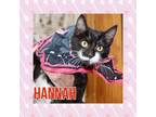 Adopt Hannah IN CT a Black & White or Tuxedo Domestic Shorthair (short coat) cat