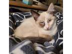 Adopt Payton (Amy) a Brown or Chocolate (Mostly) Siamese / Mixed (short coat)