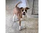 Adopt Elaine a Boxer / Mixed dog in Huntsville, AL (33699592)