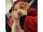 Adopt Waxing Gibbous a White - with Tan, Yellow or Fawn Pit Bull Terrier / Mixed