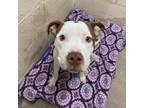 Adopt Dom a White - with Tan, Yellow or Fawn Pit Bull Terrier / Mixed dog in