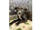 Adopt Gabby a Black Terrier (Unknown Type, Small) / Mixed dog in Ottumwa