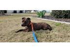 Adopt Allie a Brindle American Staffordshire Terrier / American Pit Bull Terrier