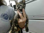Adopt TORTELLINI a Tortoiseshell Domestic Shorthair / Mixed (short coat) cat in