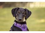 Adopt Flavia a Black - with Brown, Red, Golden, Orange or Chestnut Mixed Breed