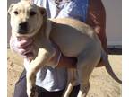 Adopt GEMA a Tan/Yellow/Fawn - with White Labrador Retriever / Pit Bull Terrier