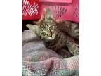 Adopt Cupid a Brown or Chocolate Domestic Shorthair / Domestic Shorthair / Mixed