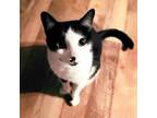 Adopt Houdini a Black & White or Tuxedo Domestic Shorthair / Mixed cat in