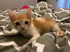 Adopt Seven Up a Orange or Red (Mostly) Domestic Shorthair (short coat) cat in