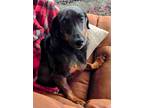 Adopt Tucker a Black - with Tan, Yellow or Fawn Dachshund / Mixed dog in Valley