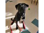 Adopt Bruno a Black Labrador Retriever / Mixed dog in Bedford, NH (33699180)