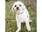 Adopt Jezette 11658 a White - with Tan, Yellow or Fawn Poodle (Standard) / Mixed