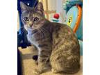 Adopt Evie a Gray, Blue or Silver Tabby Domestic Shorthair (short coat) cat in