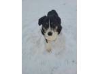 Adopt Tucker a Black Corgi / Mixed dog in Grinnell, IA (33699135)