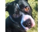 Adopt Darby A Black - With White American Pit Bull Terrier / Mixed Dog In
