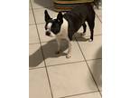Adopt Lulu a Black - with White Boston Terrier / Mixed dog in Orange City