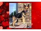 Adopt WILLOW (COURTESY POST) a Black - with Tan, Yellow or Fawn German Shepherd