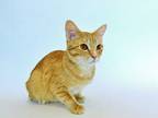 Adopt AMBER a Orange or Red Tabby Domestic Shorthair / Mixed (short coat) cat in