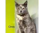 Adopt CINDY a Brown or Chocolate (Mostly) Domestic Shorthair / Mixed (short